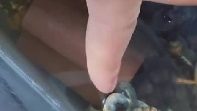 养龟人的快乐#养龟日常 #龟龟 #小青龟