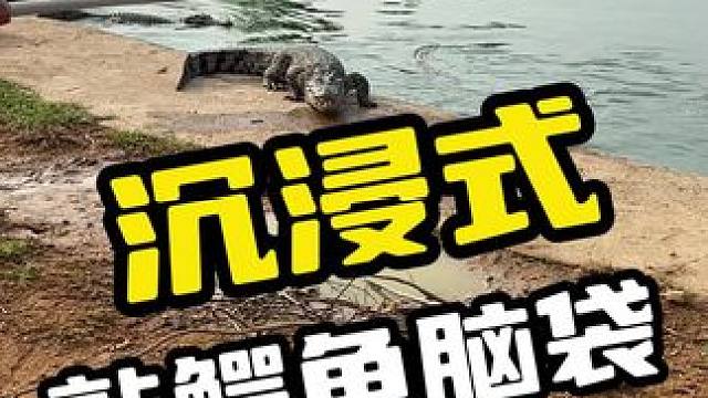 沉浸式敲鳄鱼脑袋#鳄鱼 #鳄珍 #鳄鱼养殖场