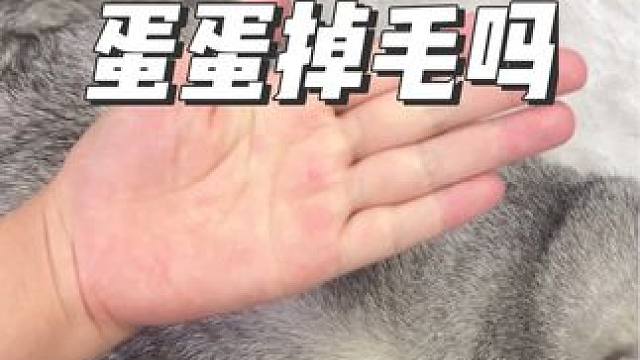 随拍 #记录猫咪日常 #猫咪鱼油推荐 #猫咪掉毛