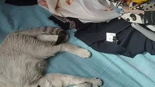 一天欠儿 欠儿的 瞄:烦死了#萌宠 #铲屎官的乐趣 #记录猫咪日常