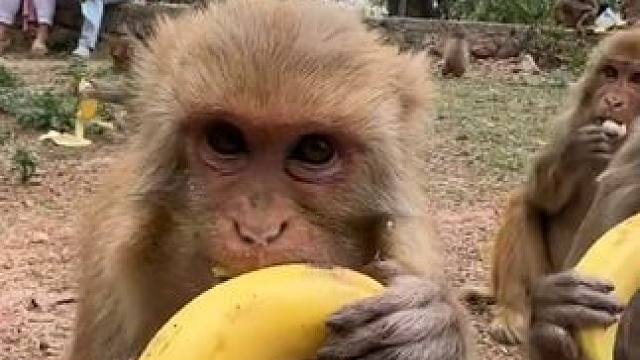 猴子吃香蕉#国外视频分享 #猴子成精 #野生动物零距离
