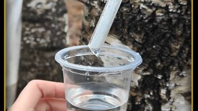 白桦树孕育一整年的汁液，入口后绵柔清甜满满大自然的味道！#科普   #涨知识   #白桦树汁   #