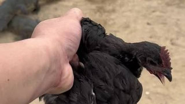 家人们快来喂鱼……