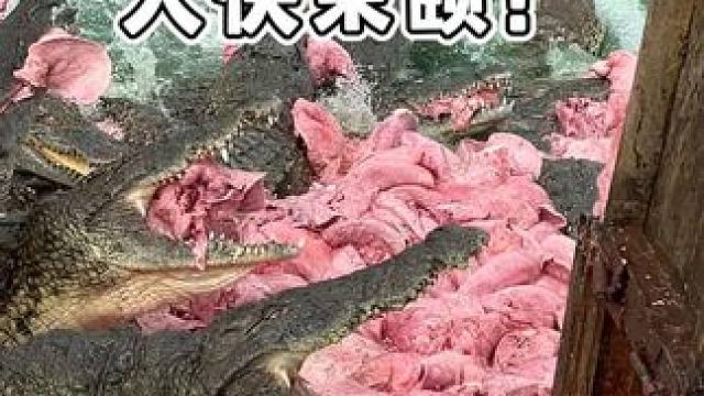 看鳄鱼吃得津津有味! #鳄鱼 #鳄珍 #鳄鱼皮带