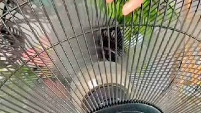 每次开风扇就怕孩子调皮玩夹到手，装上这个#风扇保护罩  就不用担心了，还能防尘又美观#好物分享  #