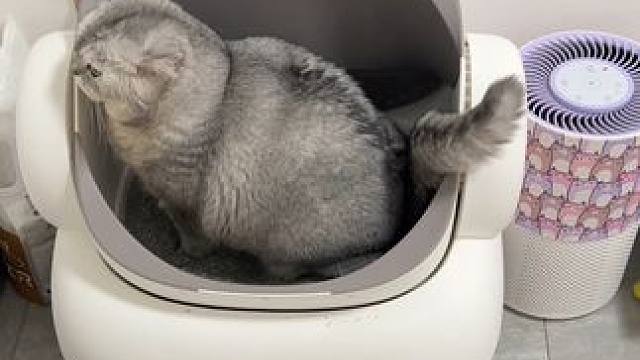 六一儿童节快乐 #记录猫咪日常 #它真的好像个小宝宝