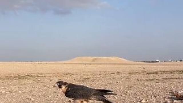 阿拉伯土豪的海东青又收获一顿大餐#国外合法拍摄 #奇妙的动物 #宠物