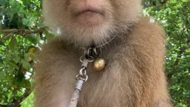 打工猴颜值确实挺高的 #国外视频分享 #猴子成精 #打工猴