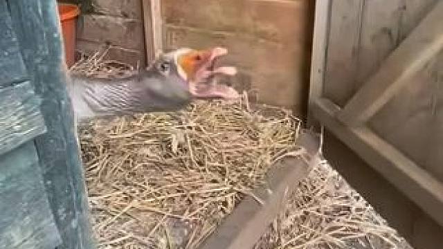 西部鳞癍响尾蛇
#动物的迷惑行为 #动物趣事 #萌萌的小动物 #618天猫才是真的