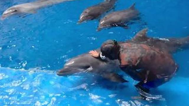 小海豚乖宝宝，让ee亲亲！！
真的太可爱了真是海里的小精灵
海豚馆开放持证自由潜啦快来和它们丸
#潜