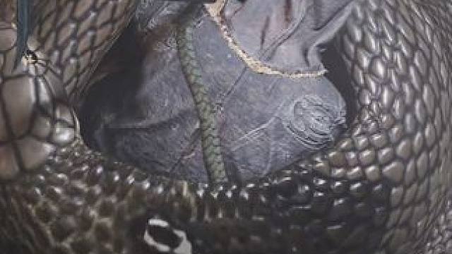 双刀对决燕云十六声野外boss蛇郎中，就是一顿唰唰唰 #燕云十六声 #燕云十六声仲吕测试 #燕云十六