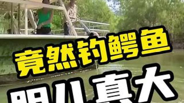 竟然钓鳄鱼，胆儿真大#鳄鱼 #鳄珍 #鳄鱼养殖场 #鳄鱼皮带