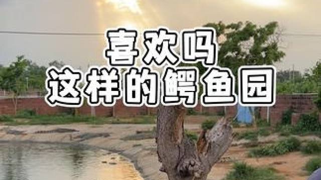 这风景喜欢吗？ #鳄鱼 #晚霞 #治愈系风景 #鳄鱼皮带