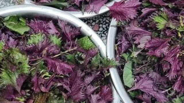 #新鲜采摘 ，#纯天然绿色食品 #酸甜可口 紫苏溜溜李。