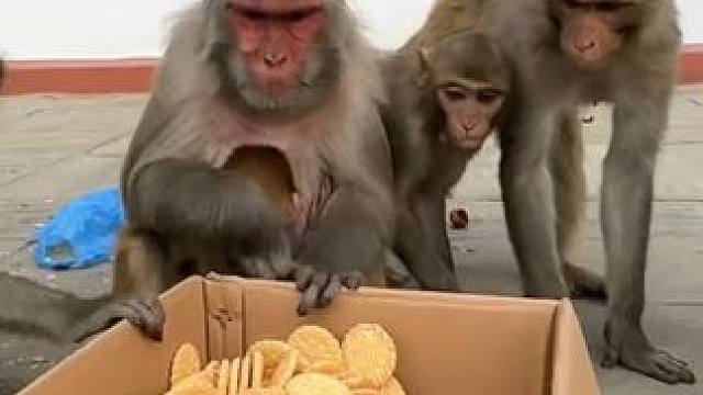 猴子吃饼干 #国外视频分享 #猴子成精 #野生动物零距离