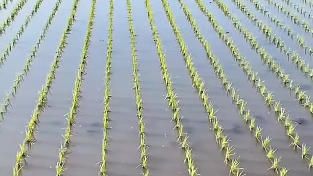 挂线人工插秧的 机器绝对不可能