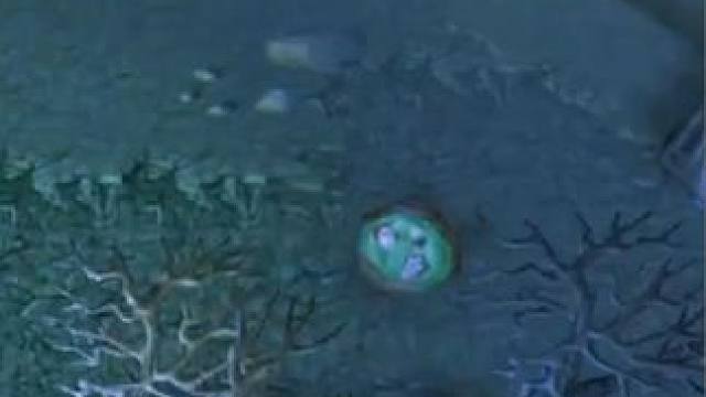 （三）大熊原声大碟，中单火猫