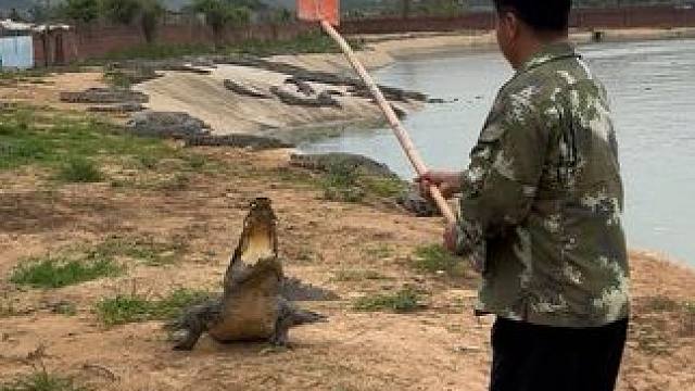 家人们，快来看拍鱼……