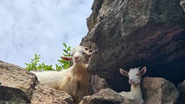 小羊小羊需要帮助嘛，可以免费提供取暖服务牛的话摸摸牛角就行
#户外 #每一帧都是热爱 #保持热爱奔赴