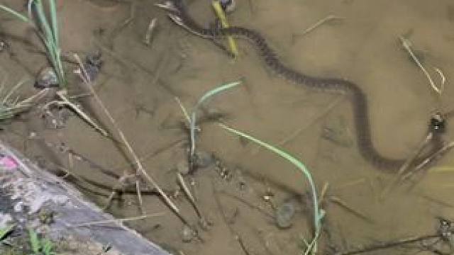 来到贵州正安县，这边水蛇好多啊，每条都有一米多长，简直太吓人 #我的乡村生活 #户外 #农村生活 #