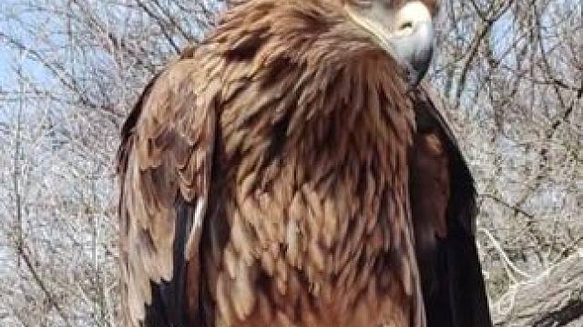 金雕 #国外视频分享 #奇妙的动物 #宠物