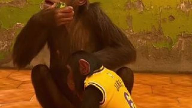 黑猩猩母子 #国外视频分享 #猴子成精 #奇妙的动物