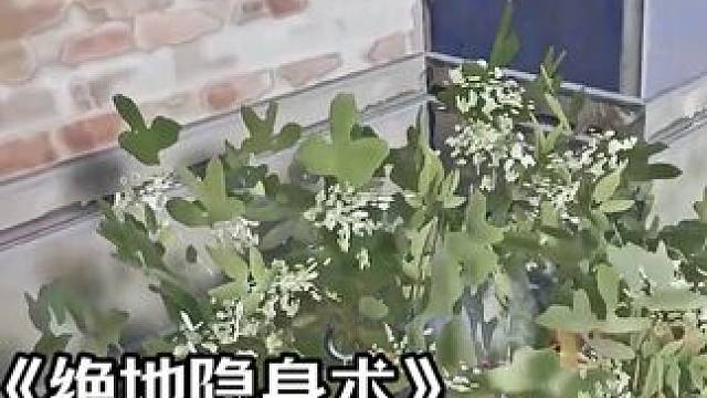 懵了吧哈哈哈哈