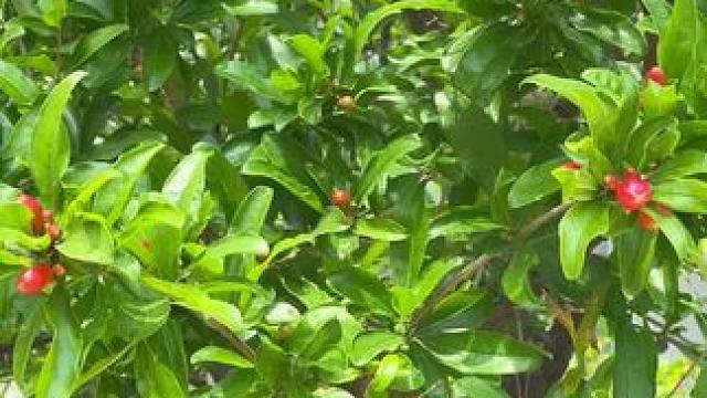 #石榴花开红艳艳 #硕果累累的季节 #果子原生态美 #果实累累