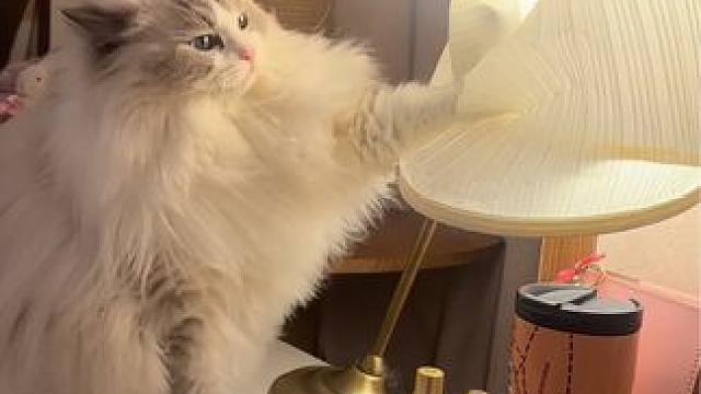 透露出一种家教很差的味道 #万物可爱计划 #可爱在我家 #我镜头下的小猫