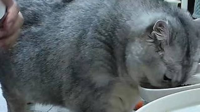 今晚蛋蛋勾栏式撒娇 #记录猫咪日常 #监控下的一幕 #它真的好像个小宝宝