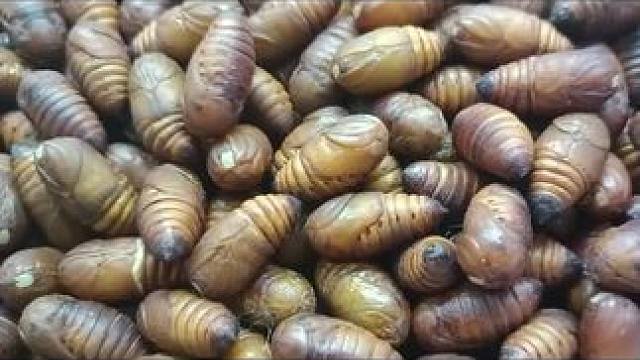 我为家乡农产品代言~