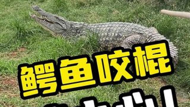 鳄鱼咬棍，请小心！#鳄鱼 #鳄珍 #鳄鱼皮带 #鳄鱼养殖场