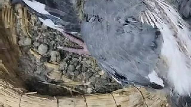 #赛鸽不死必归的精神 #职业赛鸽