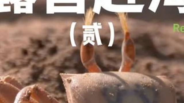 露营赶海（贰）
露营赶海、吃喝摸鱼，人生乐事~
 #露营 #赶海  #助眠 #户外露营 #情侣