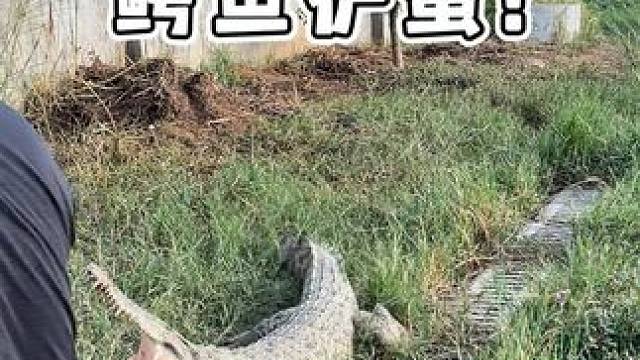 女子本弱，为母则刚！ #鳄鱼 #鳄珍 #鳄鱼皮带