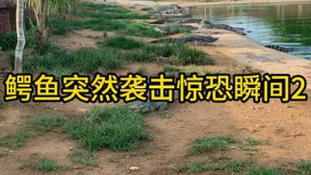 鳄鱼的惊恐瞬间2#鳄鱼 #鳄珍 #鳄珍鳄鱼酒