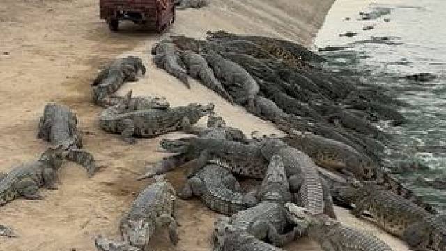 家人们……快来喂鱼