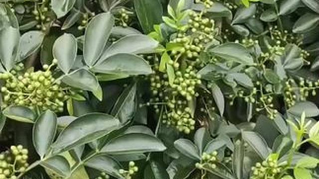 四川正宗精品麻椒#优质农产品 #香料#青花椒 #调味料 #产地直发