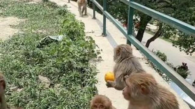 猴子吃芒果 #国外视频分享 #野生动物零距离 #猴子成精