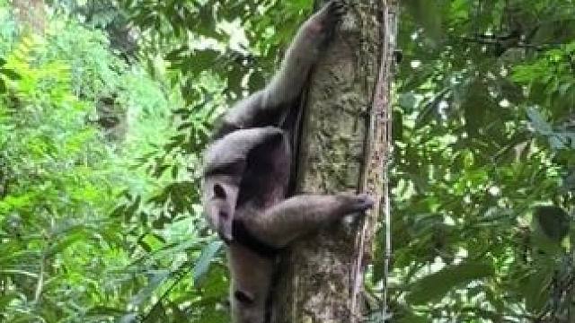 这货竟然会爬树！？ #国外视频分享 #奇妙的动物 #食蚁兽