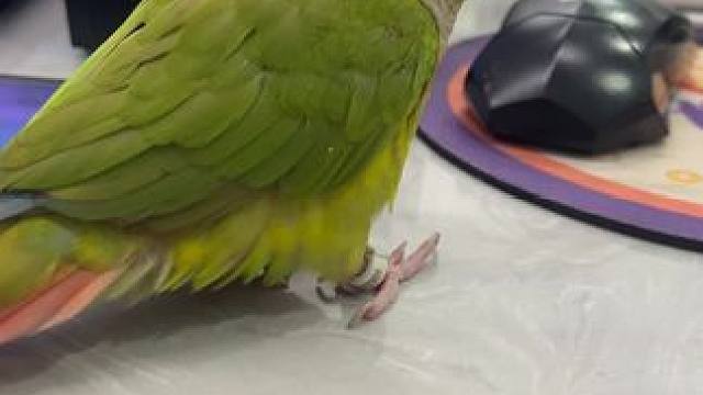 #小太阳鹦鹉 咬痛你了。就啧。他就知道了，然后就赶忙逃跑。