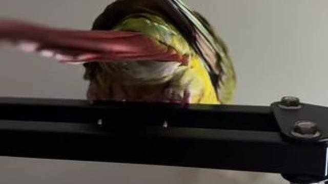 好怕你突然 嗯一下  哈哈#手养鸟日常 #小动物们能有多治愈 #小太阳 #鹦鹉拉粑粑