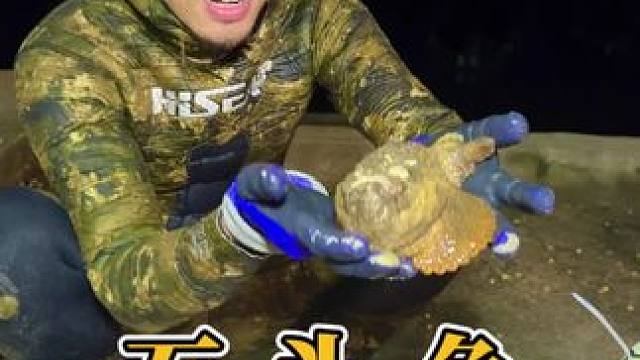 石头鱼中的“劳斯莱斯”丑陋的外表内在极致的鲜美 ，今天午饭安排起来#赶海 #海鲜美食 #户外赶海抓海