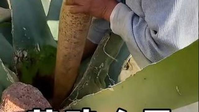 #劳动人民的智慧 #高手在民间 #三农 #农机 #农业机械