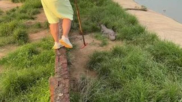 家人们，快来看鳄鱼吃土……