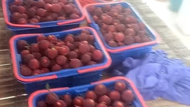 新鲜的乌苏浙江红杨梅