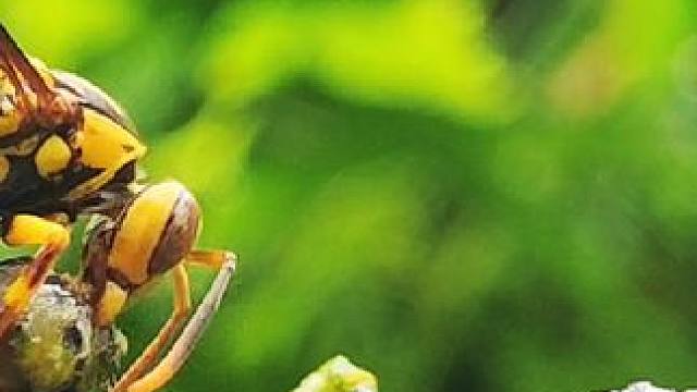 夏天院子里的小昆虫#野生动物零距离 #你能叫出它的名字吗 #谁知道这是什么 #奇妙的动物 #动物世界