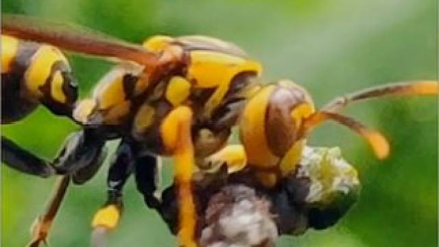 这黄蜂是公的还是母的？#惊不惊喜意不意外 #奇妙的动物 #野生动物零距离 #蜜蜂