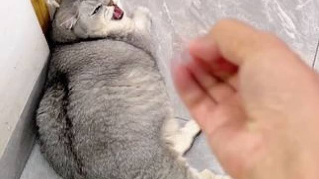 你们会这样吗#我和我的猫