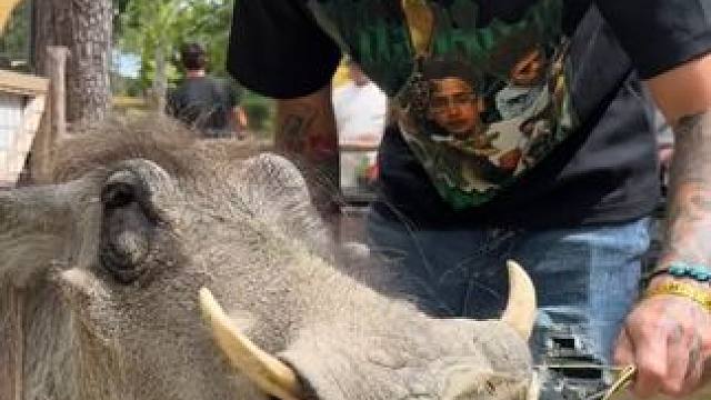 草原网红疣猪蓬蓬 #国外视频分享 #奇妙的动物 #疣猪